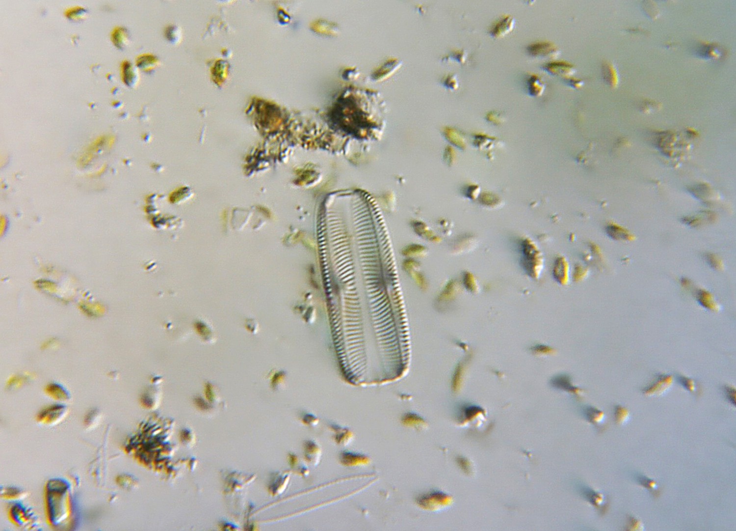 Pinnularia